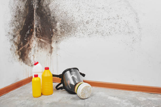 Best Local Mold Removal Service  in Newell, WV