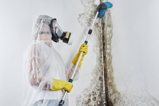 Best Mold Cleaning Services  in Newell, WV