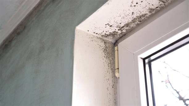 Best Mold Inspection  in Newell, WV