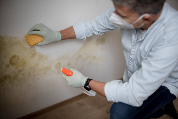 Best Toxic Mold Removal  in Newell, WV