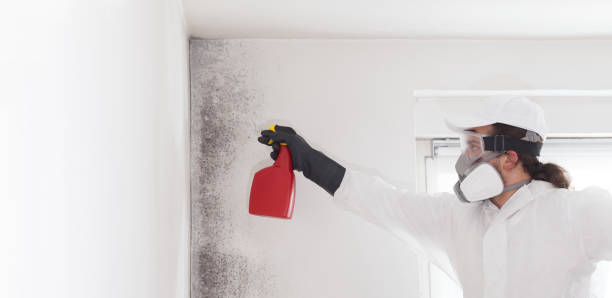 Best Home Mold Removal  in Newell, WV