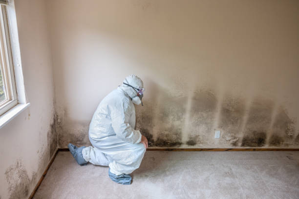 Best Mold Testing and Removal  in Newell, WV