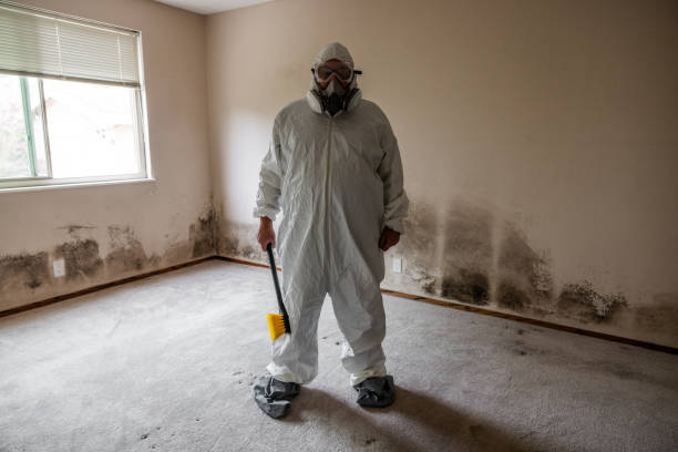 Best Mold Remediation  in Newell, WV