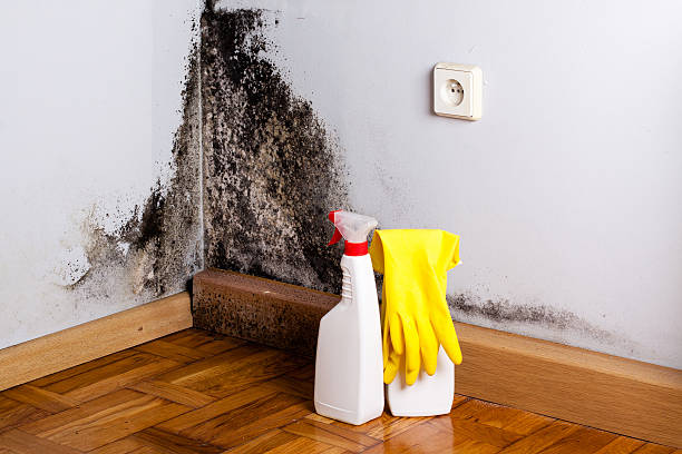 Best Mold Remediation Services  in Newell, WV