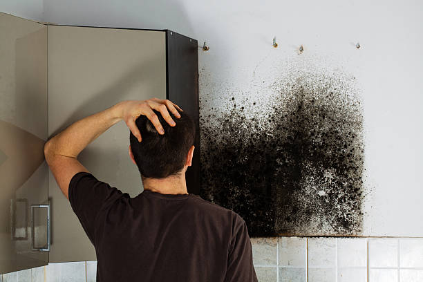 Attic Mold Removal in Newell, WV